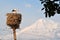 Storks near Ararat in Armenia