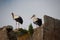 Storks in the Necropolis of Chellah in Rabat