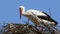 Storks in the nest