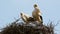 Storks in the nest