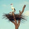 Storks in the nest