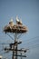 Storks in the nest