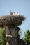 Storks in the nest