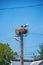 Storks on the nest