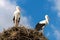 Storks on nest against blue sky, couple of white storks stands at home