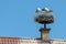 Storks nest attached to top of brick chimney