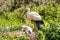 Storks in a nest - birds in the Zoo Dortmund, North Rhine-Westphalia, Germany