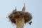 Storks in Nest - Capitoline Temple, Volubilis, Morocco