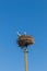 Storks in nest on electric pole against a blue sky