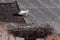 Storks in nest in front of roofs