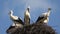 Storks Nest on a Pole, Birds Family Nesting, Flock of Storks in Sky, Nature View