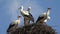 Storks Nest on a Pole, Birds Family Nesting, Flock of Storks in Sky, Nature View