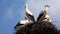 Storks Nest on a Pole, Birds Family Nesting, Flock of Storks in Sky, Nature View
