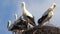 Storks Nest on a Pole, Birds Family Nesting, Flock of Storks in Sky, Nature View