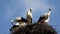 Storks nest on a pole, birds family nesting, flock of storks in sky, nature view