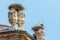 Storks nest in Racconigi Castle.