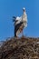 Storks in the nest in springtime