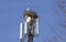 Storks nesting on cell tower