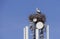 Storks nesting on cell tower