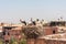 Storks nesting in the El Badi palace