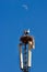 Storks nesting on top of a mobile communications mast