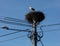 Storks nests on power pole