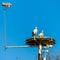 Storks pair high in nest in spring, blue sky