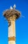 Storks on a pillar of Roman Basilica at Volubilis, Morocco