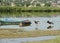 Storks by the river near the Ukrainian village