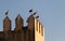 Storks roosting on the castellations of part of the Royal Palace Fez Morocco