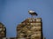 Storks on ruins of castle in Laguna de Negrillos, Spain