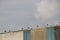 Storks and seagulls on the roof of garbage storages in alphen aan den Rijn.