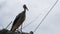 Storks sitting in a nest on a pillar high voltage power lines on sky background