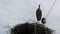 Storks Sitting in a Nest on a Pillar High Voltage Power Lines on Sky Background