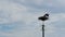 Storks Sitting in a Nest on a Pillar High Voltage Power Lines on Sky Background