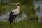 Storks in spring in Aiguamolls De L`Emporda Nature Reserve, Spain