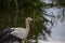 Storks in spring in Aiguamolls De L`Emporda Nature Reserve, Spain