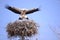 Storks spring news reporter migratory birds