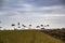 Storks stand in vast green grass farm field