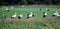 Storks standing in a green field