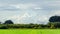 Storks stands in Dutch polder