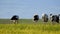 Storks taking morning sunbath.