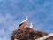 Storks in their nest in a church steeple in Lerma Spain