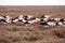 Storks in the thurm cap of St. Peter-Ording