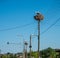 Storks viet nests on lampposts and electrical supports and breed their nestlings in the nests, Greece
