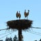 Storks in a village in Transylvania, Romania