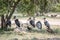 Storks and Vultures standing under a tree