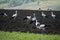 Storks walk across the field