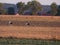 Storks are walking in the field in search of food.