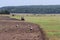 Storks walking on mowed field during harvesting.